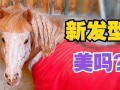 小马漫漫 网红吃瓜,揭秘网红吃瓜背后的故事