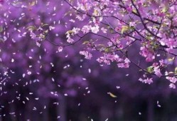 在线观看落花有声